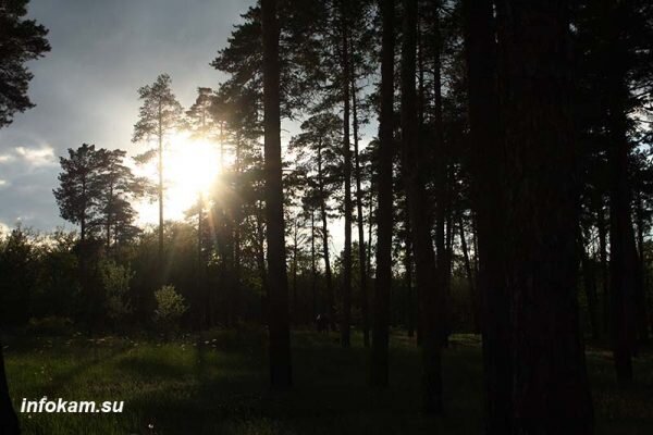   Сосновые посадки ВНИАЛМИ (наши дни)