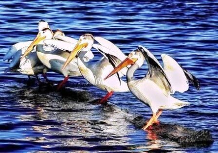 Пеликаны. Логроллинг. 😝 Источник: Яндекс Картинки