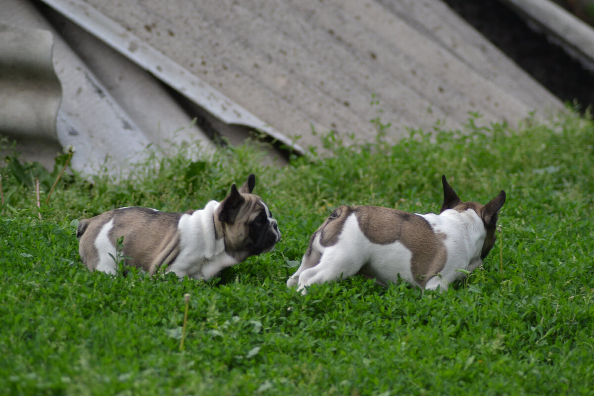 Сеня и Фима