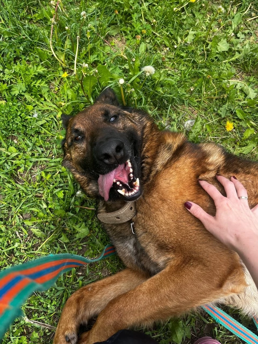 Рей - близкий фенотип породы малинуа (бельгийская овчарка). От предков унаследовал живой ум и способности к дрессировке. Знает команды, охотно изучает новое, послушен и собран во время занятий. 
Адекватный, приучен к ношению амуниции. С видимым удовольствием играет с игрушками. 
Идеальный пёс-компаньон!
✔️ кастрирован
✔️ вакцинирован
✔️ возраст около 3-4 лет