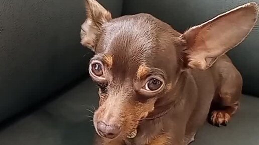 Дмитрий. Чистка зубов собакам без наркоза. Москва. | Урса 🐎 1год 10 ...