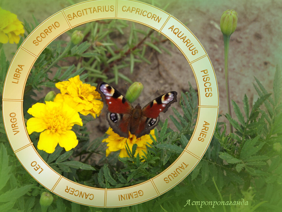 Коллаж Нины Стрелковой. 