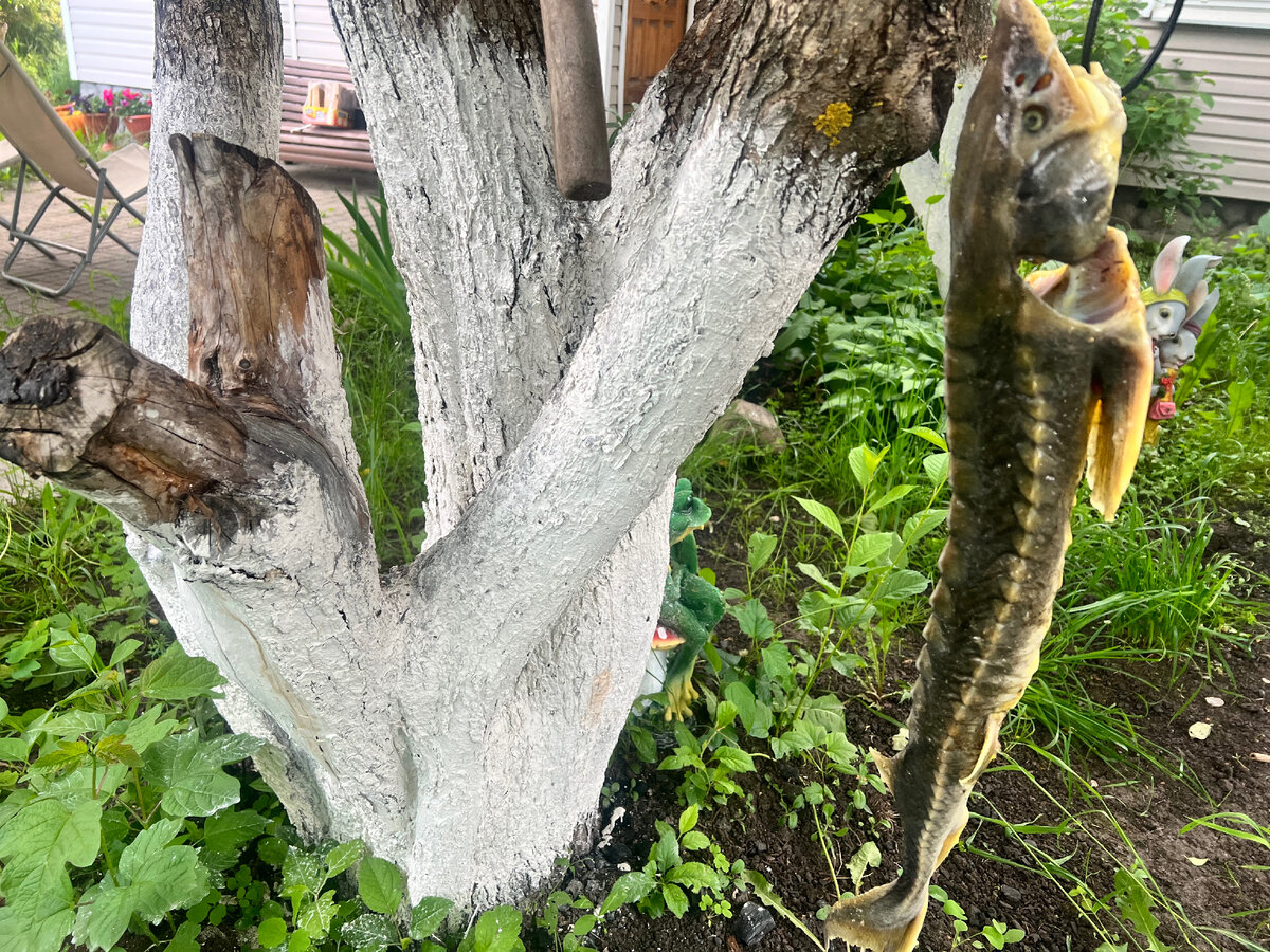 Пропустил через жабры и рот проволоку и привязал ее на ветке дерева. Пусть рыба сохнет