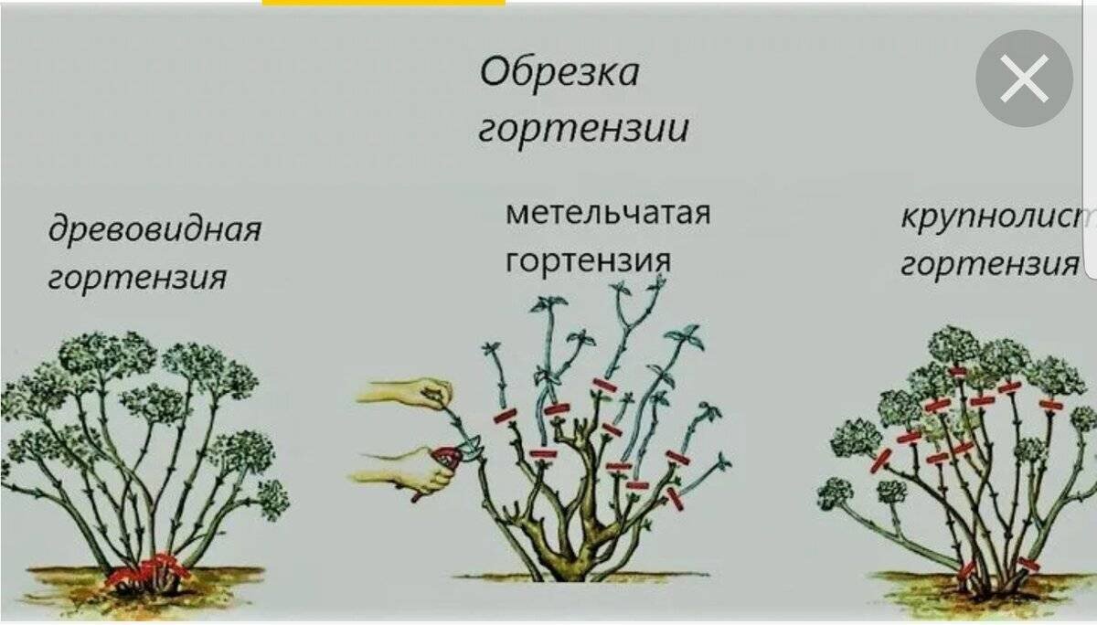 Обрезка гортензии. Схема обрезки метельчатой гортензии. Обрезка гортензии метельчатой весной. Обрезка метельчатой гортензии осенью. Обрезка древовидной гортензии осенью схема.