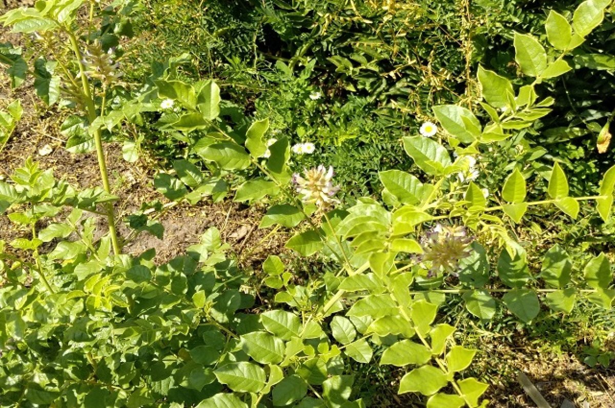    Жителя Новосибирска подозревают в краже 36,5 тонны корня солодки