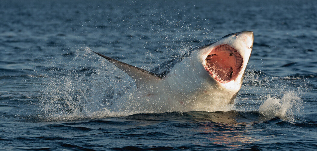 Большая белая акула в Черном море вряд ли окажется, а вот ее менее крупные, но не менее опасные сородичи на это способны Фото: © Sergey Uryadnikov / Shutterstock / FOTODOM