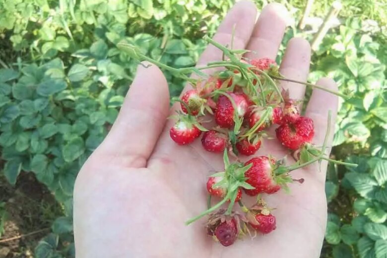 Basil Strawberry