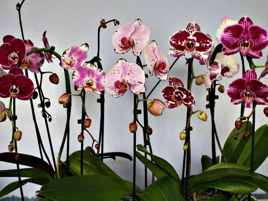 яндекс картинки