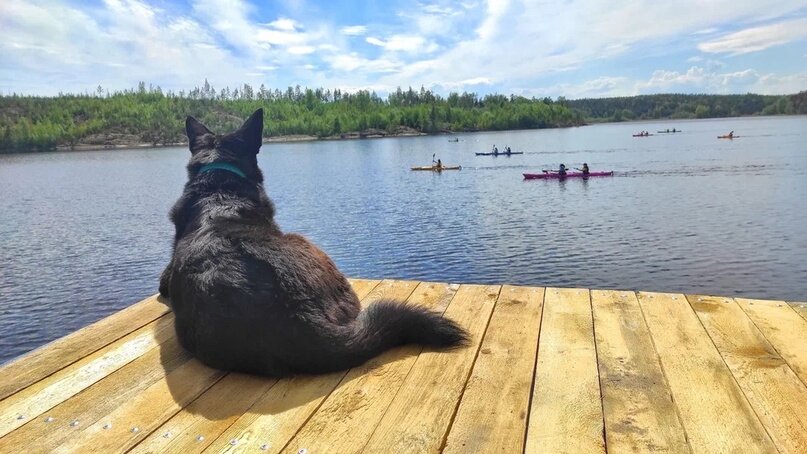 Или спокойно дожидаться хозяина, гребущего без него