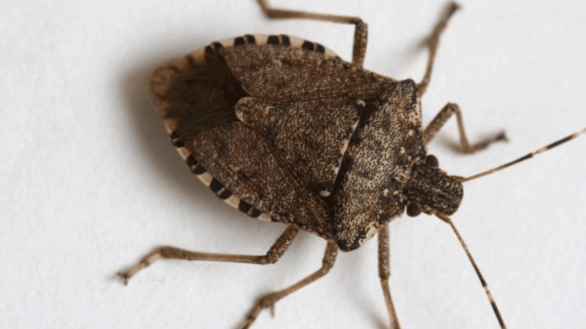    Фото: Bild.de Рашид Ахмежанов