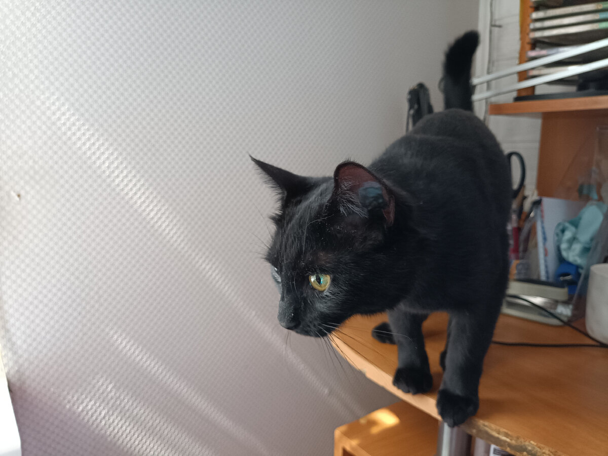 Свати: "Молодец Сири, а то мы все без завтрака и без завтрака"