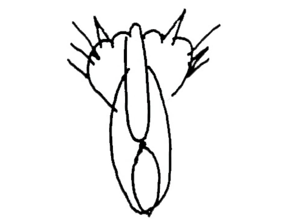 кошка вид сзади. Автор Президент России В.В.Путин