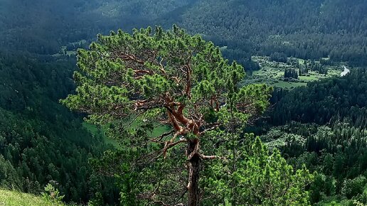 Красноярск лестница на торгашинском хребте фото