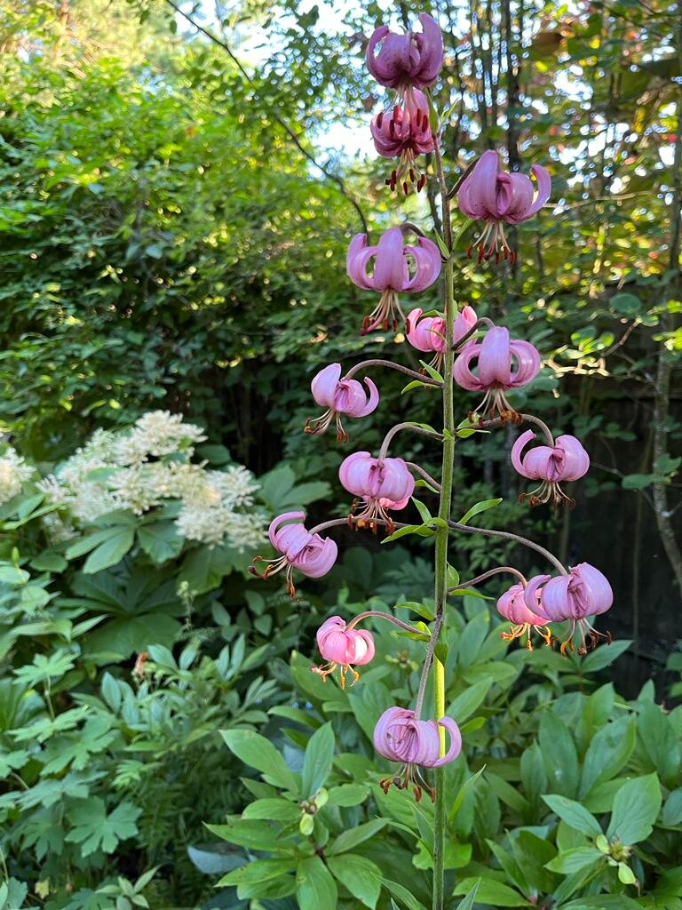 Видовая лилия-саранка