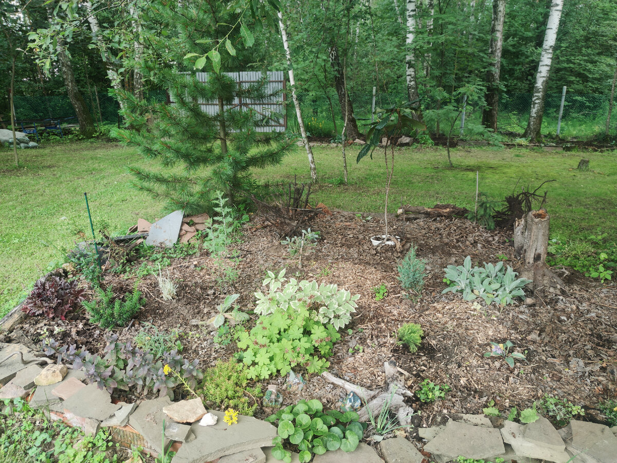 Пока клумба в состоянии роста. Хочется буйных зарослей и красивых переходов листвы по цвету.