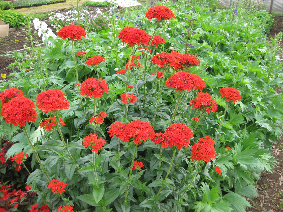 фото не мое. Источник: https://sflora.ru/product/l-xalcedonskij-vidovoj/?add-to-cart=4717