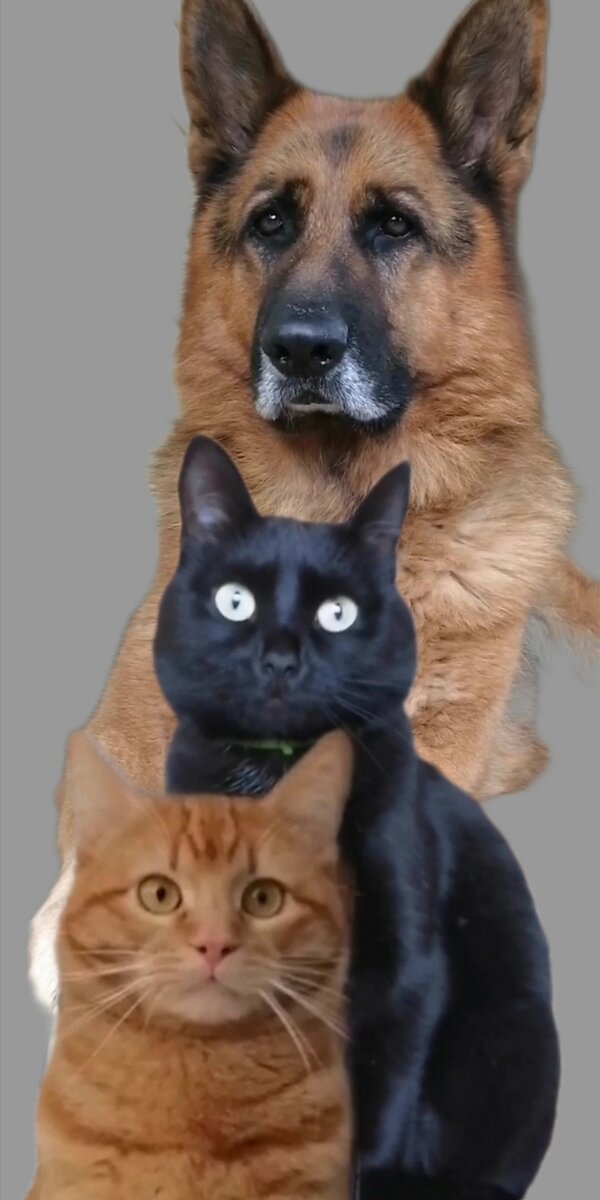 Чёрно-рыжая банда в ожидании обновления на Дзэн.