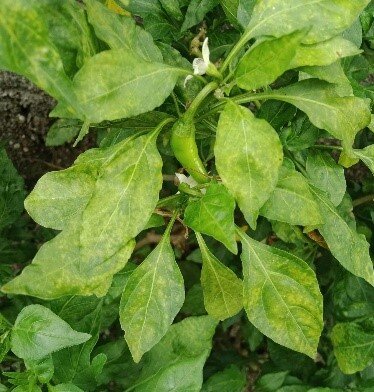 Перец, пораженный вирусом