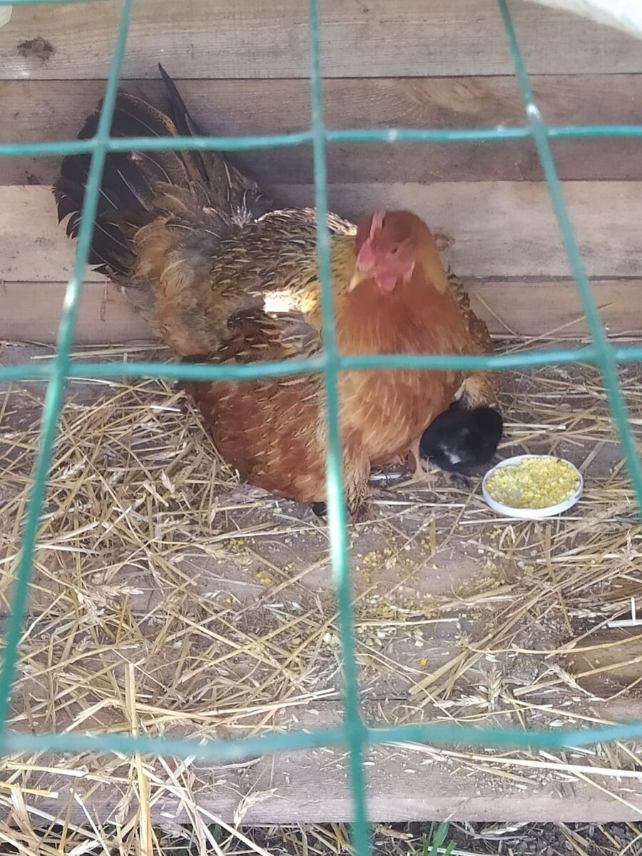 Просто цыплята