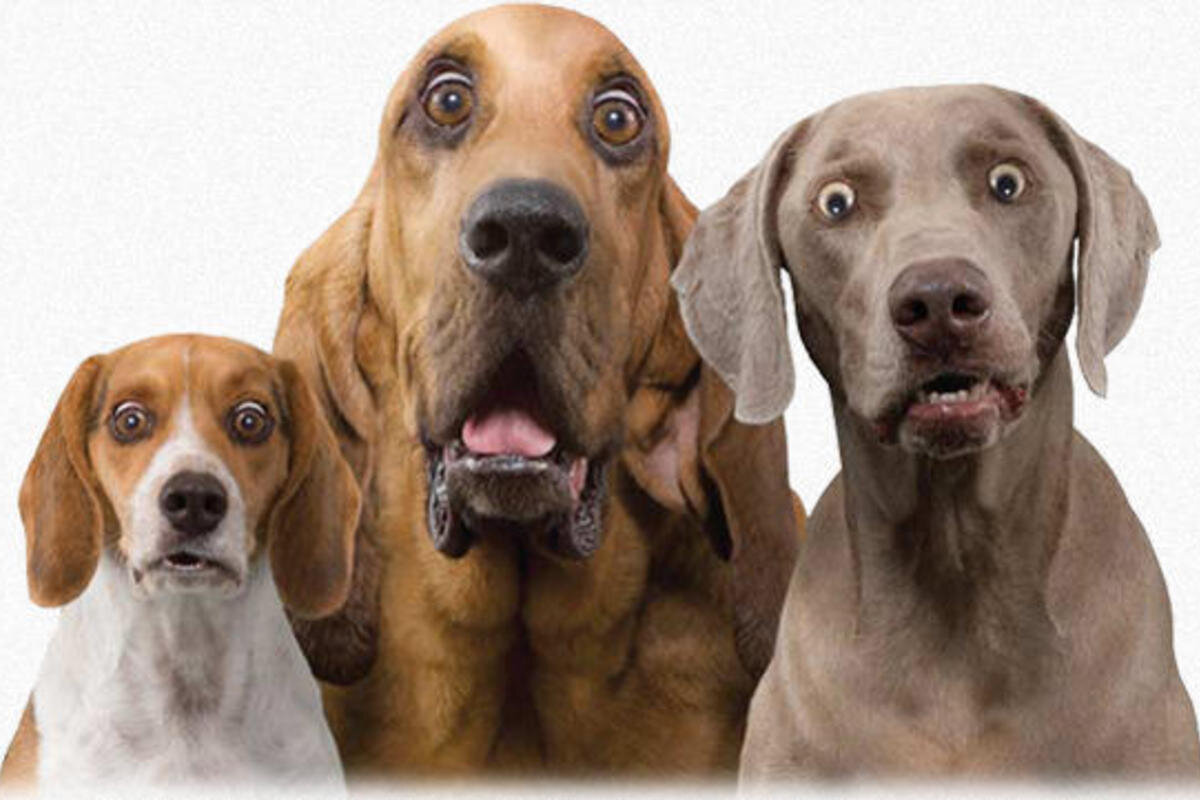 Яндекс Картинки