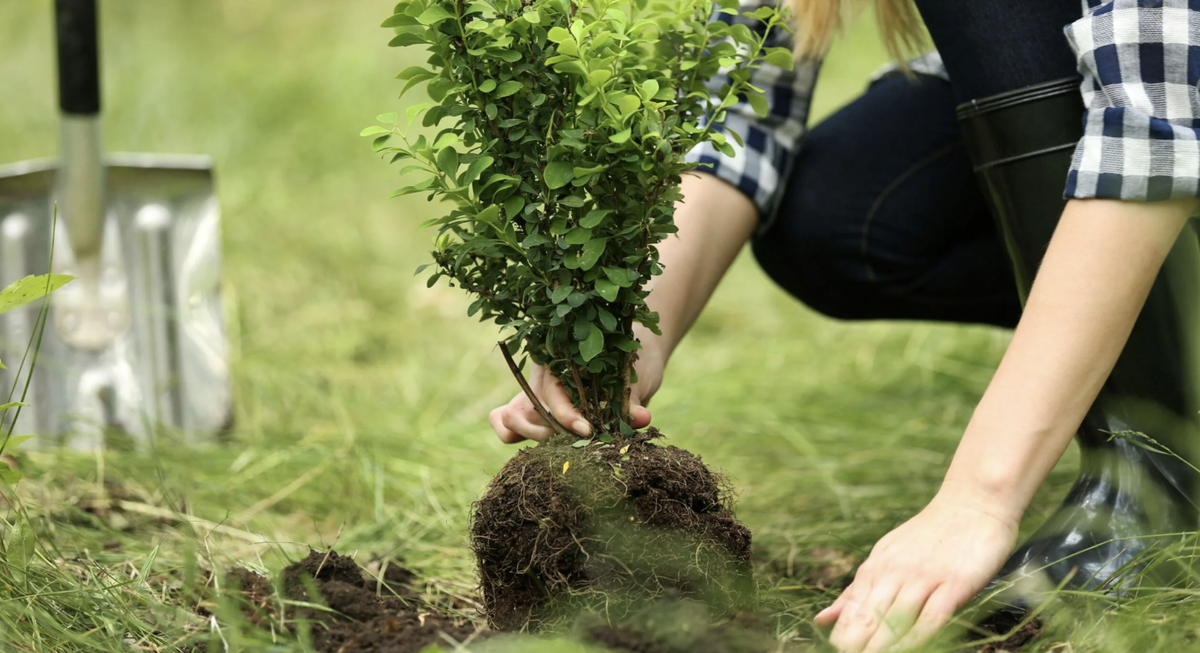 To be a plant. Посадка деревьев. Посадка растений. Сажание деревьев. Озеленение.