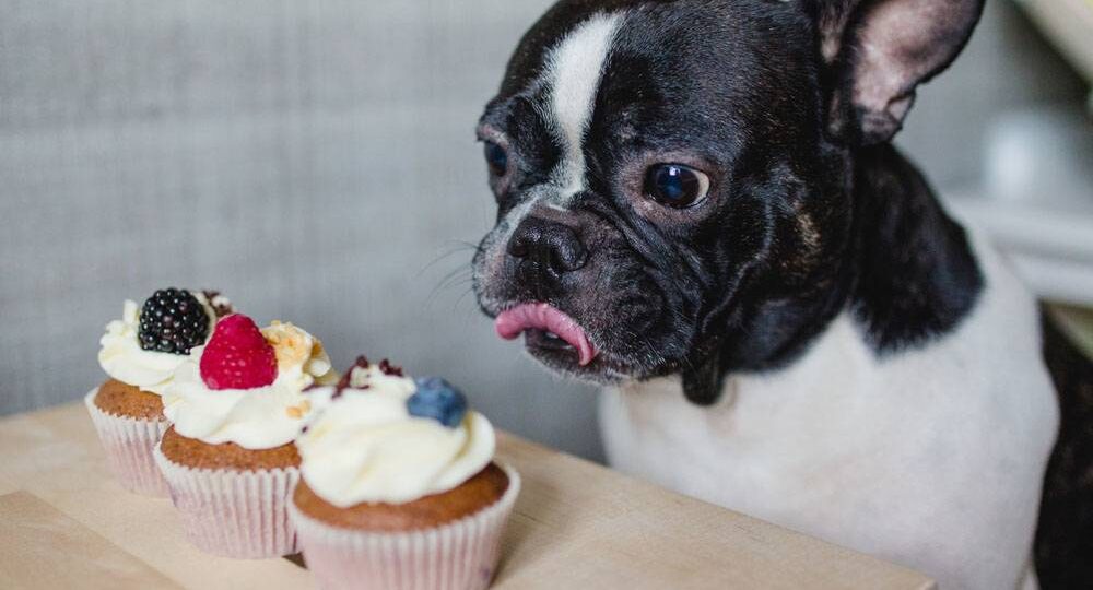 СЛАДКОЕ ДЛЯ ЖИВОТНЫХ. ПОЛЬЗА ИЛИ ВРЕД?