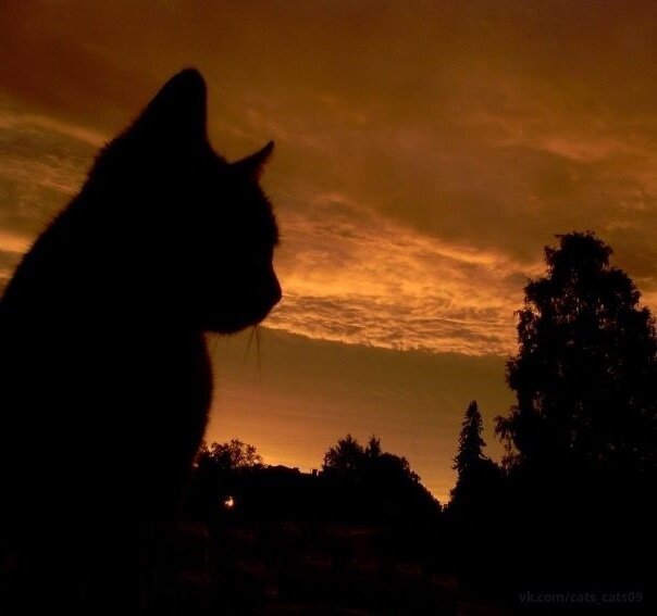 иллюстрация из яндекс картинки.