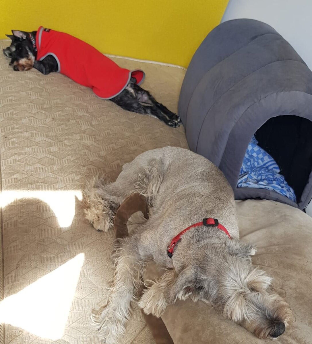 Девицы Руся (в жилетке) и Кира (на подушке) сладко и мирно спят