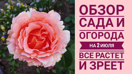 ОБЗОР САДА И ОГОРОДА НА 2 ИЮЛЯ 2023 Г. РОЗЫ ЦВЕТУТ. СМОРОДИНА ЗРЕЕТ.