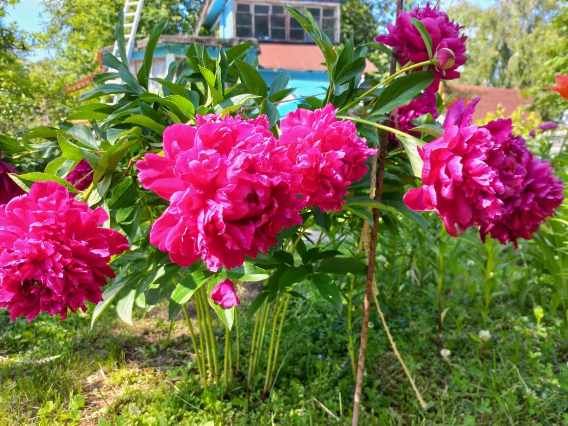 Большой, яркий, красивый безымянный пион. Мое счастье