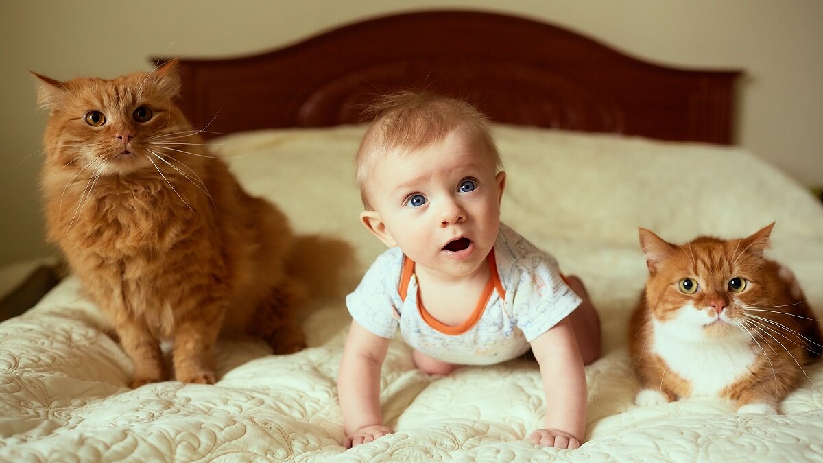    Кошки и младенец
