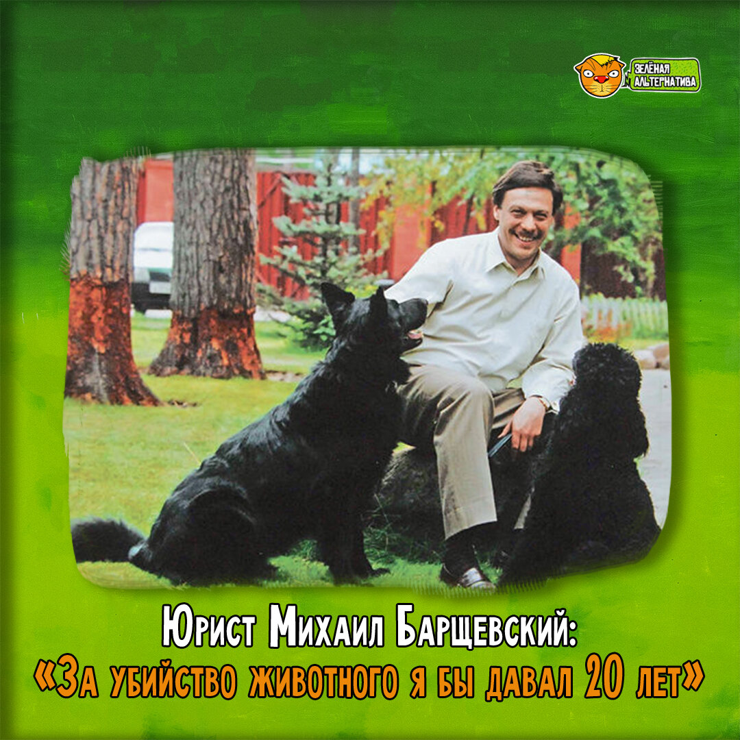 Михаил Барщевский: «За убийство животного я бы давал 20 лет» | ЗЕЛЁНАЯ  АЛЬТЕРНАТИВА | Дзен
