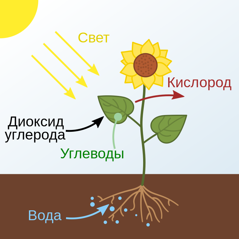 Фотосинтез. Из открытых источников.