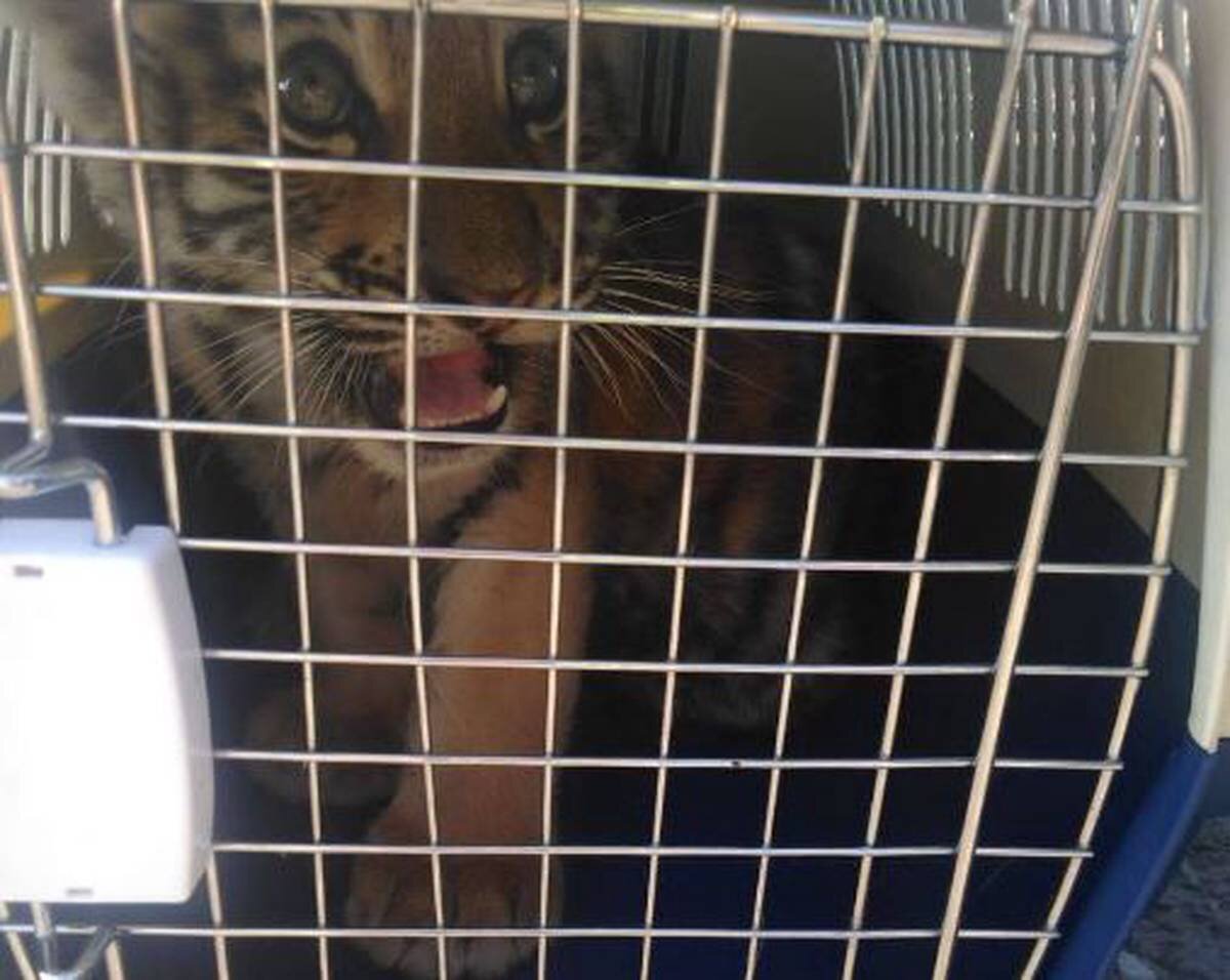    Фото: Telegram-канал Федеральной таможенной службы