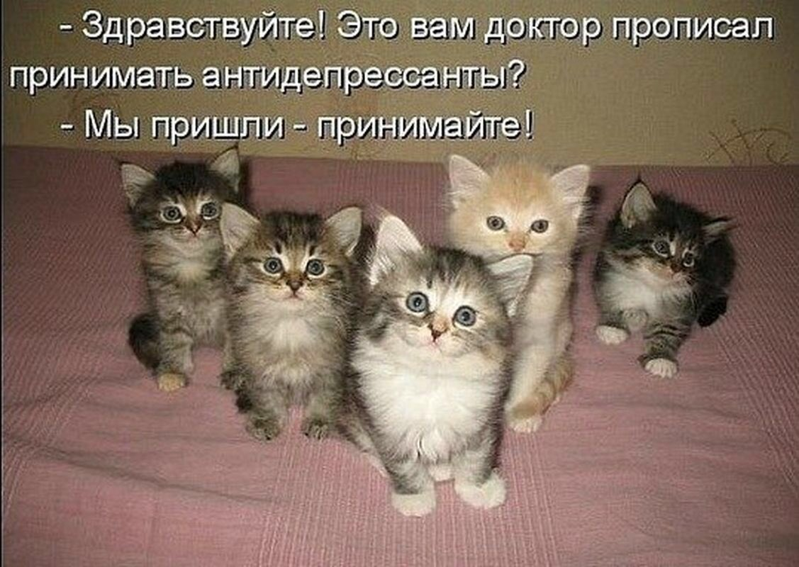Котик антидепрессант. Котята с надписями. Котята антидепрессанты. Смешные котята. Котята приколы с надписями.