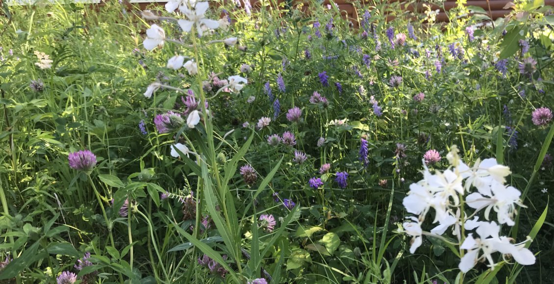    Фото: пресс-служба Витимского заповедника