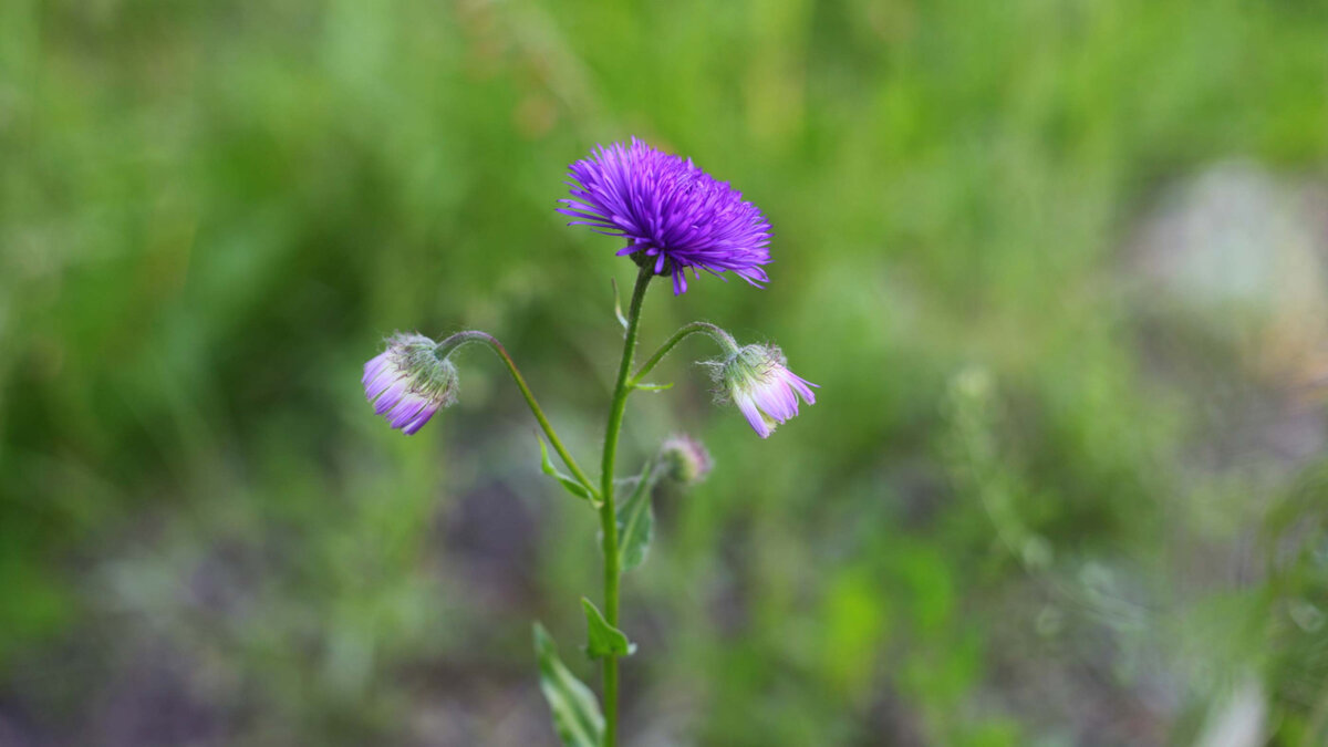 Первое цветение Мелколепестника красивого (Erigeron speciosus) ‘Schwarzes Meer / Black Sea’.