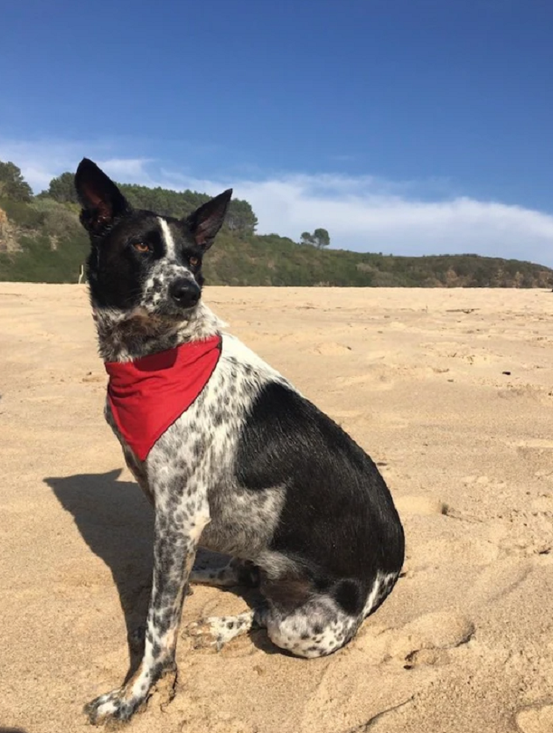 Дейзи. Источник фото: https://metro.co.uk/2021/02/23/homesick-doggy-daycare-escapee-daisy-treks-seven-miles-to-get-home-14131507/