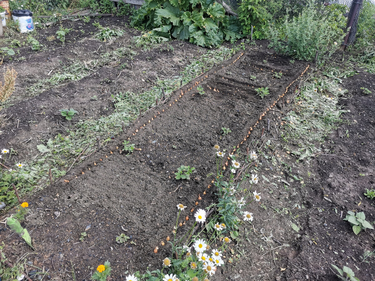 Здесь очень мало выжило земляники, буду уже в следующем году рассаживать или добавлять что-то. 