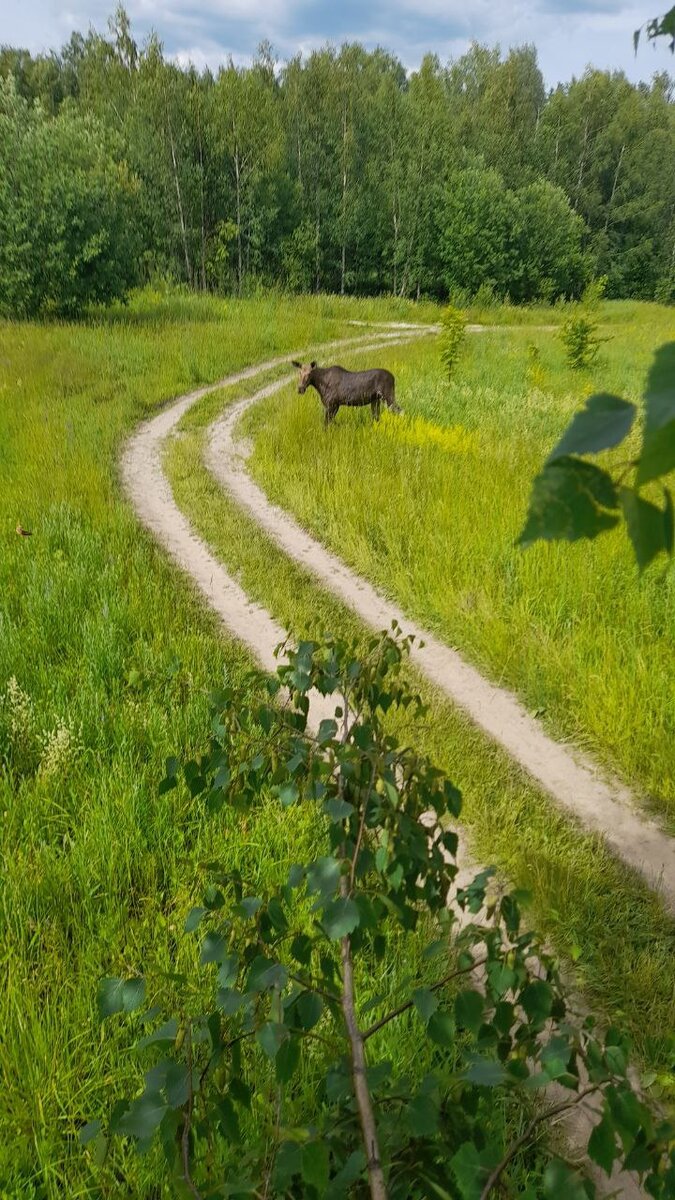 Первая встреча с новым соседом. Брат снимает с дерева