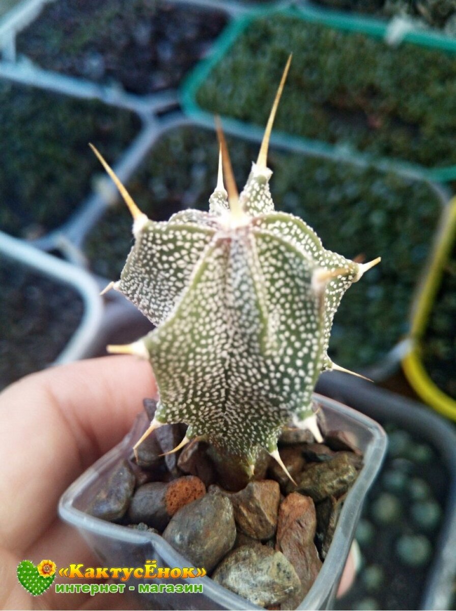СТРОФИТУМ УКРАШЕННЫЙ (ASTROPHYTUM ORNATUM, АСТРОФИТУМ ОРНАТУМ). черенок . Высота - 3,5 см, диаметр- 2 см. Цена по акции - 249 руб. Доставка по всей России. Фото из питомника Кактусёнок.РФ.