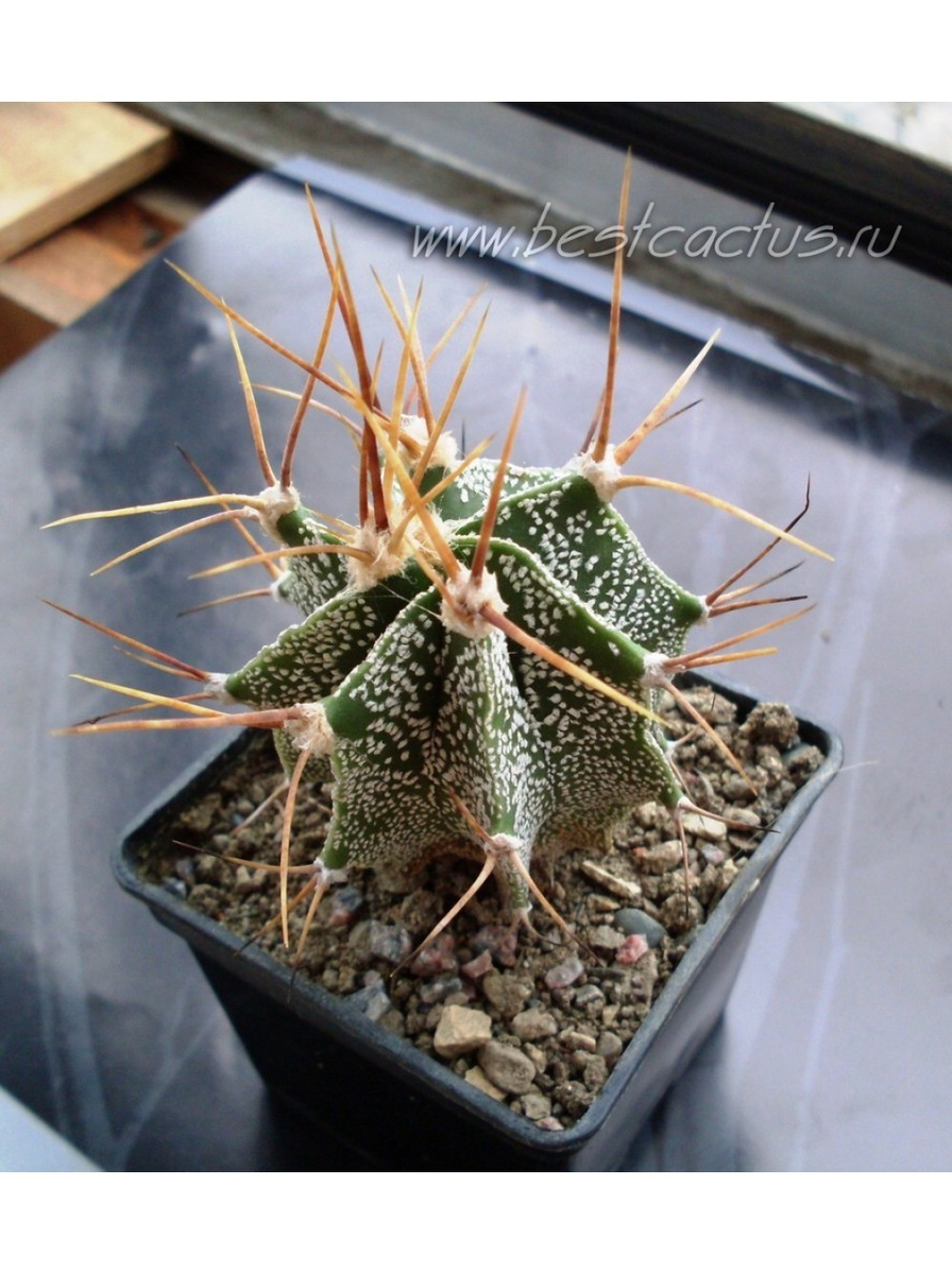 (Astrophytum ornatum, Астрофитум орнатум. Доставка почтой России в любой регион, в том числе и в регионы с суровым климатом. фото из питомника Кактусёнок. РФ