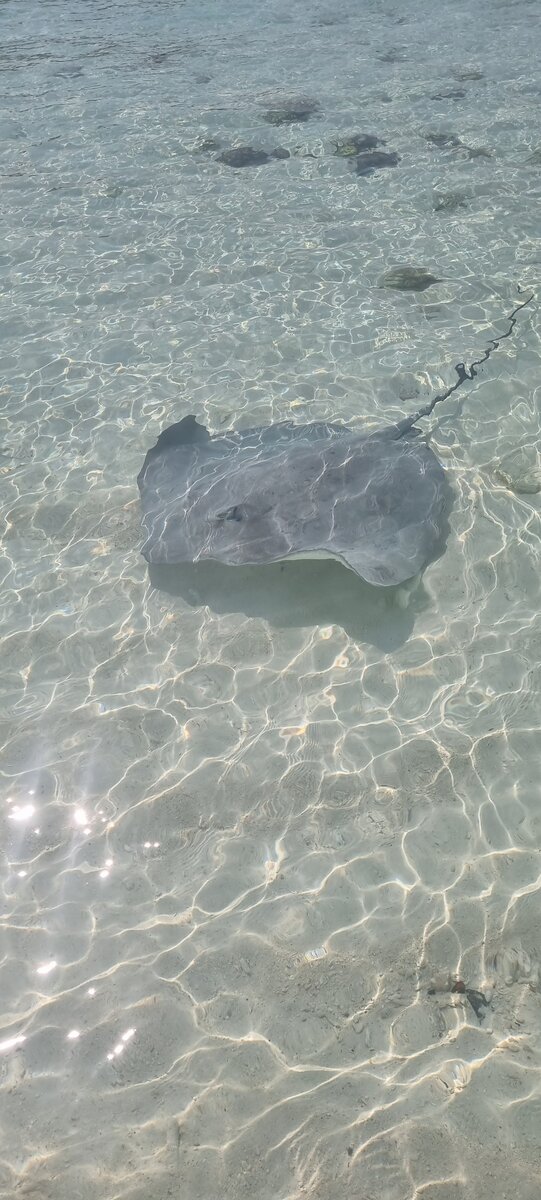 Из личного архива где-то на Мальдивах,  остров Fulidhoo