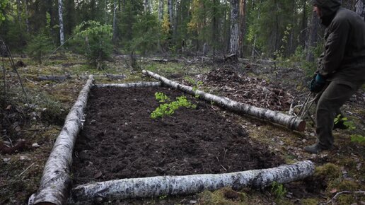 Показываю как я сделал полноценный огород возле своей избушки в дремучем лесу + 3 дедовских лайфхака, которые увеличили мой урожай в 5 раз