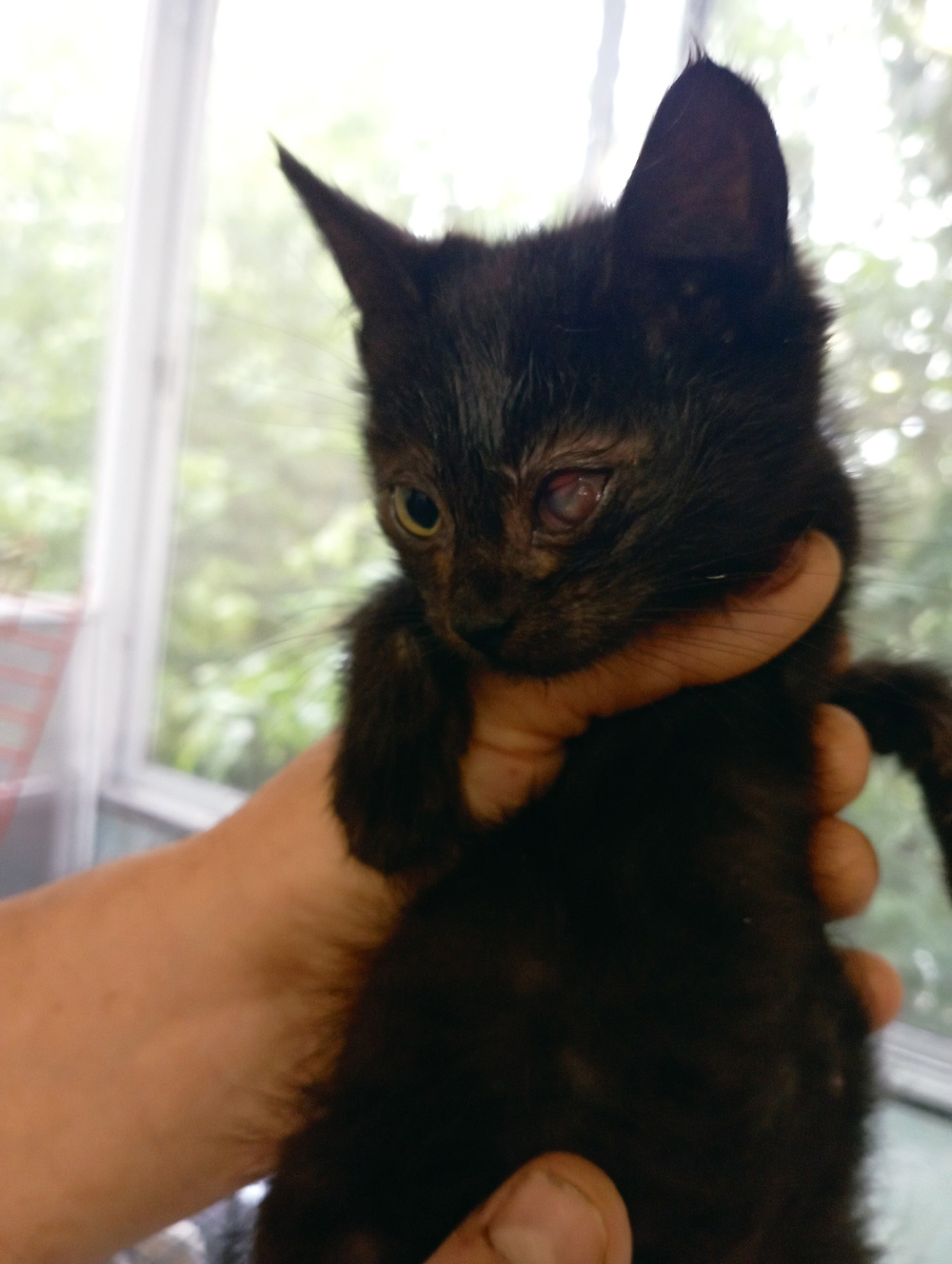 Приют добрые руки котельнич. У котенка разъезжаются глаза. Котята Муром бесплатно в добрые руки. Котенок 20 дней как выглядит.