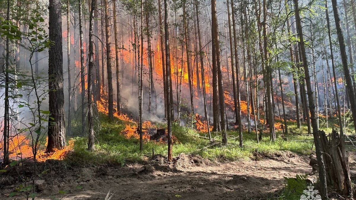 Лесные пожары