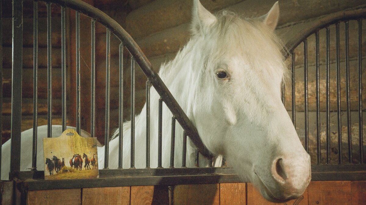     Школьницы занимались верховой ездой прямо на территории игрового комплекса, инцидент попал на видео.