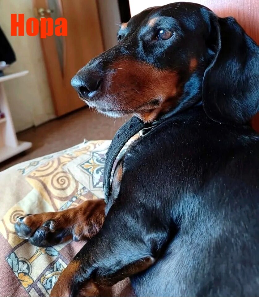 Мадам Нора