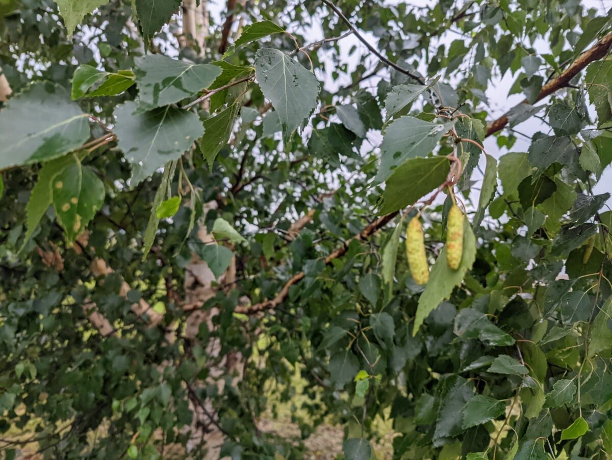 Два северных банана)) Не могла не вставить картинку