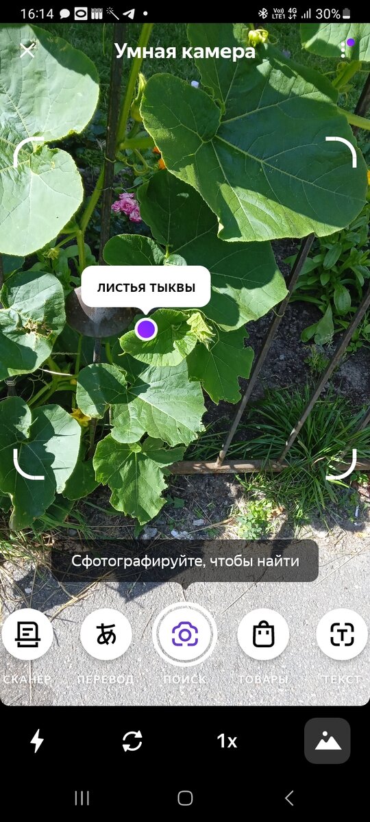 Фото автора.  Скрин. Приложение подписывает предполагаемое название . В данном случае это  ТЫКВА 🎃 . Я почти угадала , потому что у кабачка похожие листья. Растения прекрасно скрещиваются между собой.  Получается ГИБРИД.